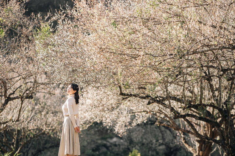 Tìm hiểu thời điểm lý tưởng nhất để chiêm ngưỡng hoa anh đào nở rộ tại Đà Lạt và Mộc Châu vào cuối năm và đầu xuân.